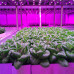 Gro-Lys LED 54 W.